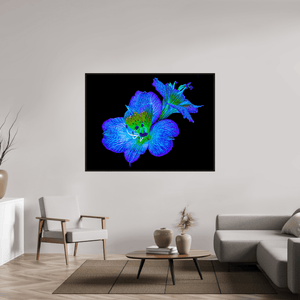 Alstroemeria des Lueurs Cachées - Idealart