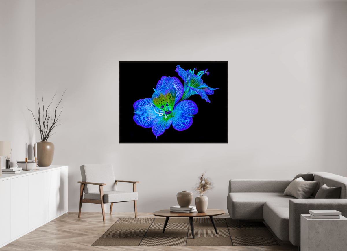 Alstroemeria des Lueurs Cachées - Idealart