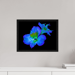 Alstroemeria des Lueurs Cachées - Idealart