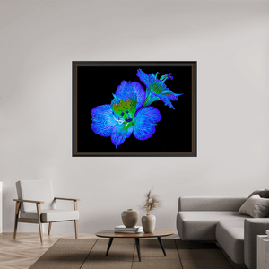 Alstroemeria des Lueurs Cachées - Idealart