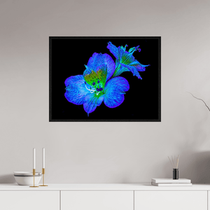 Alstroemeria des Lueurs Cachées - Idealart