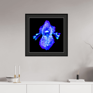 Iris des Profondeurs Lumineuses - Idealart