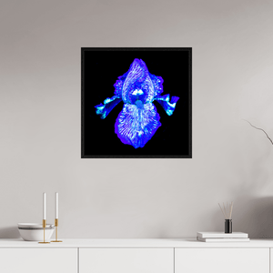 Iris des Profondeurs Lumineuses - Idealart