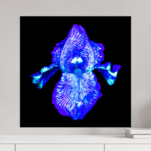Iris des Profondeurs Lumineuses - Idealart