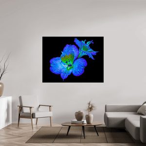 Alstroemeria des Lueurs Cachées - Idealart