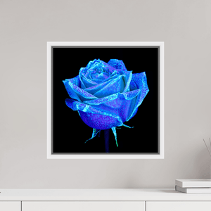 La Rose qui Rêvait le Ciel - Idealart