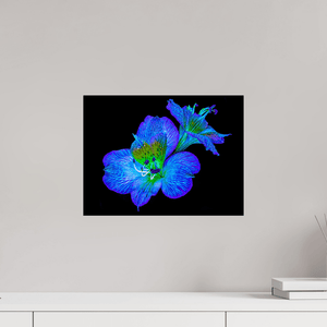 Alstroemeria des Lueurs Cachées - Idealart