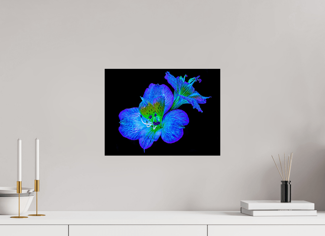 Main image Alstroemeria des Lueurs Cachées