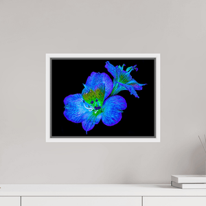Alstroemeria des Lueurs Cachées - Idealart