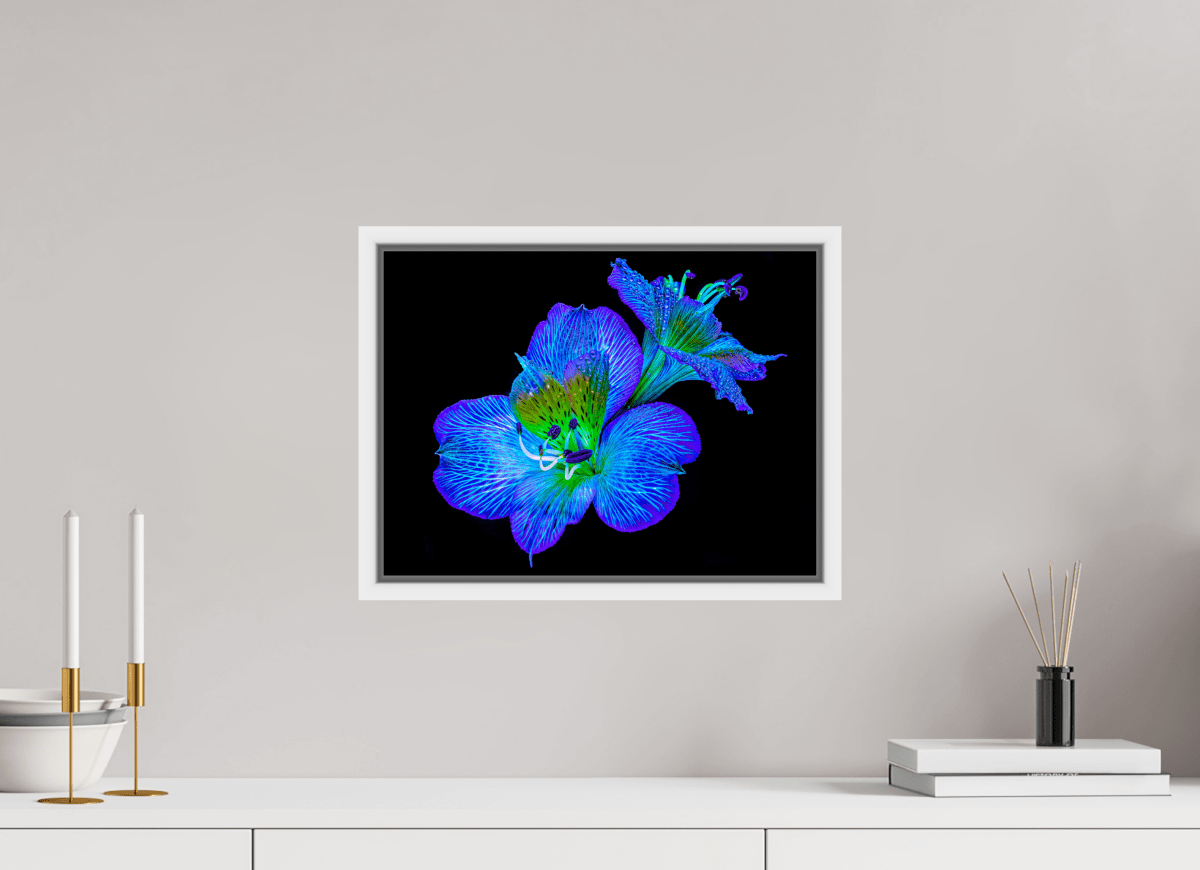 Alstroemeria des Lueurs Cachées - Idealart